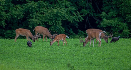 Post-Rut Recovery: Why Annual Clovers are the Foundation of Herd Survival