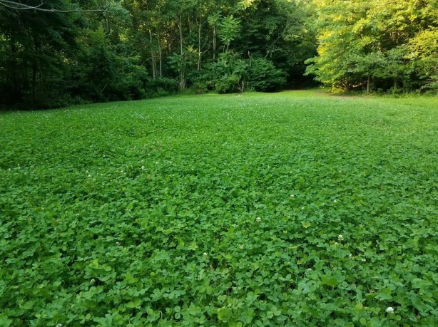 Best Perennial Food Plot Seed: Why "One-and-Done" is the Ultimate Low-Maintenance Clover