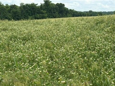 The Antler-Soil Connection: Why Soil Health Determines Antler Size