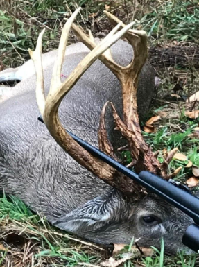 Best Food Plot Seed for Spring: Why "Herd & Flock" is the Ultimate Multi-Species Solution